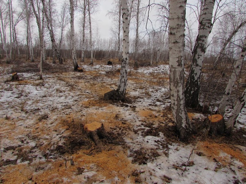 В Лебяжьевском округе сотрудниками полиции задержан подозреваемый в незаконной рубке лесных насаждений